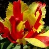 CGASPL Winter Flower Bulbs Tulip Flaming Parrot Flower Bulbs (Pack Of 10 Bulbs) 1 CGASPL Winter Flower Bulbs Tulip Flaming Parrot Flower Bulbs (Pack Of 10 Bulbs)