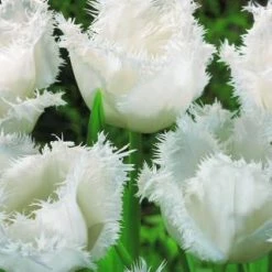 CGASPL Winter Flower Bulbs Tulip Honeymoon White Flower Bulbs (Pack Of 10)