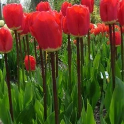 CGASPL Winter Flower Bulbs Tulip Iking Flower Bulbs (Pack Of 10 Bulbs)