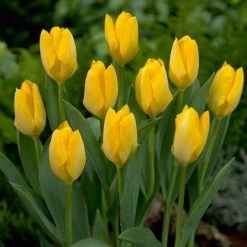 CGASPL Tulip Kikomachi Flower Bulbs (Pack Of 10 Bulbs) Winter Flower Bulbs
