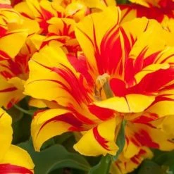CGASPL Winter Flower Bulbs Tulip Monsella Yellow-Red Flower Bulbs (Pack Of 10 )