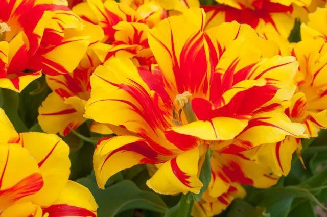 CGASPL Winter Flower Bulbs Tulip Monsella Yellow-Red Flower Bulbs (Pack Of 10 ) 3 CGASPL Winter Flower Bulbs Tulip Monsella Yellow-Red Flower Bulbs (Pack Of 10 )
