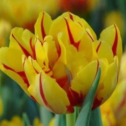 CGASPL Winter Flower Bulbs Tulip Monsella Yellow-Red Flower Bulbs (Pack Of 10 ) 5 CGASPL Winter Flower Bulbs Tulip Monsella Yellow-Red Flower Bulbs (Pack Of 10 )