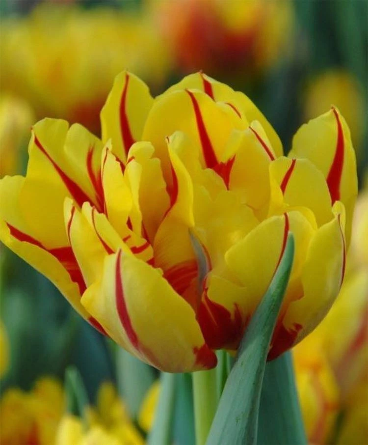 CGASPL Winter Flower Bulbs Tulip Monsella Yellow-Red Flower Bulbs (Pack Of 10 ) 4 CGASPL Winter Flower Bulbs Tulip Monsella Yellow-Red Flower Bulbs (Pack Of 10 )