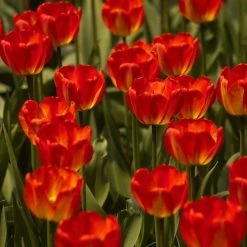 CGASPL Tulip Orange Queen Flower Bulbs (Pack Of 10)