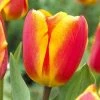 CGASPL Winter Flower Bulbs Tulip Oxford Red-Yellow Flower Bulbs (Pack Of 10)