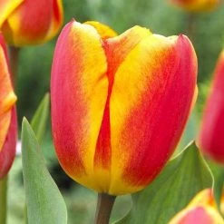 CGASPL Winter Flower Bulbs Tulip Oxford Red-Yellow Flower Bulbs (Pack Of 10)