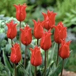 CGASPL Tulip Pretty Women Red Flower Bulbs (Pack Of 10)