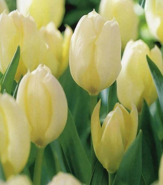 CGASPL Tulip Purissima Flower Bulbs (Pack Of 10) Winter Flower Bulbs 3 CGASPL Tulip Purissima Flower Bulbs (Pack Of 10) Winter Flower Bulbs