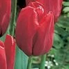 CGASPL Tulip Seadov Flower Bulbs (Pack Of 10) 1 CGASPL Tulip Seadov Flower Bulbs (Pack Of 10)