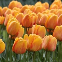 CGASPL Tulips Blushing Apeldoorn Flower Bulbs (Pack Of 10) Winter Flower Bulbs