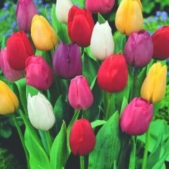 CGASPL Winter Flower Bulbs Tulips Mix Color Flower Bulbs (Pack Of 5)