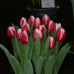 CGASPL Winter Flower Bulbs Tulips Stargazer White-Red Flower Bulbs (Pack Of 10 Bulbs)