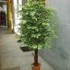 CGASPL Artificial Varigated Ficus Plant With Natural Stick - 6 Feet 1 CGASPL Artificial Varigated Ficus Plant With Natural Stick - 6 Feet