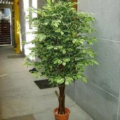 CGASPL Artificial Varigated Ficus Plant With Natural Stick - 6 Feet