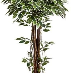 CGASPL Artificial Varigated Ficus Topiary In Coffe Wood - 4 Feet Artificial Plants
