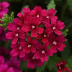 Pan American Seeds Verbena Quartz Bordeaux Flower Seeds