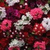 CGASPL Verbena Quartz Mix Flower Seeds Imported Flower Seeds 1 CGASPL Verbena Quartz Mix Flower Seeds Imported Flower Seeds