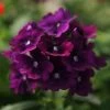 Pan American Seeds Verbena Quartz Purple Flower Seeds Imported Flower Seeds