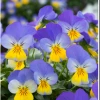 CGASPL Imported Flower Seeds Viola Trailing Rebelina Blue & Yellow Flower Seeds 1 CGASPL Imported Flower Seeds Viola Trailing Rebelina Blue & Yellow Flower Seeds