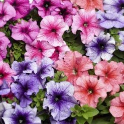 CGASPL Petunia Single Gf. Tritunia Veined Mix Flower Seeds