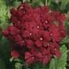 CGASPL Imported Flower Seeds Verbena Obsession Bordeaux Flower Seeds 1 CGASPL Imported Flower Seeds Verbena Obsession Bordeaux Flower Seeds