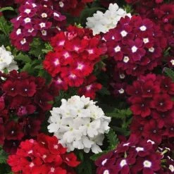 CGASPL Imported Flower Seeds Verbena Quartz Merlot Mix Flower Seeds 5 CGASPL Imported Flower Seeds Verbena Quartz Merlot Mix Flower Seeds