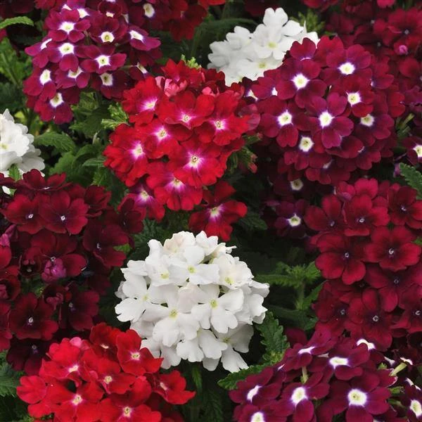CGASPL Imported Flower Seeds Verbena Quartz Merlot Mix Flower Seeds 4 CGASPL Imported Flower Seeds Verbena Quartz Merlot Mix Flower Seeds