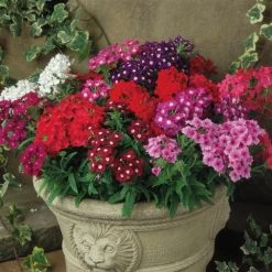 CGASPL Verbena Quartz Mix Flower Seeds Imported Flower Seeds