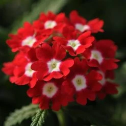 CGASPL Verbena Quartz Red With Eye Flower Seeds