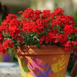 Pan American Seeds Verbena Quartz Scarlet Flower Seeds Imported Flower Seeds