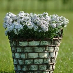 Pan American Seeds Verbena Quartz Silver Flower Seeds