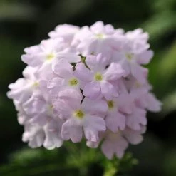 Pan American Seeds Verbena Quartz Silver Flower Seeds