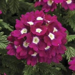 CGASPL Imported Flower Seeds Verbena Tuscany Burgundy With Eye Flower Seeds