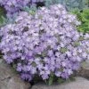 CGASPL Verbena Tuscany Lavender Picotee Flower Seeds Imported Flower Seeds