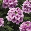 CGASPL Verbena Tuscany Orchid Frost Flower Seeds Imported Flower Seeds