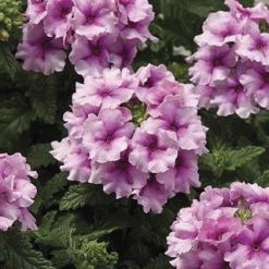 CGASPL Verbena Tuscany Orchid Frost Flower Seeds Imported Flower Seeds
