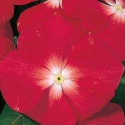 CGASPL Vinca Victory Apricot Flower Seeds