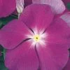 CGASPL Vinca Victory Blue Flower Seeds Imported Flower Seeds