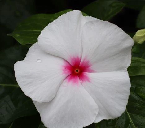 CGASPL Imported Flower Seeds Vinca Victory Bright Eye Flower Seeds 3 CGASPL Imported Flower Seeds Vinca Victory Bright Eye Flower Seeds