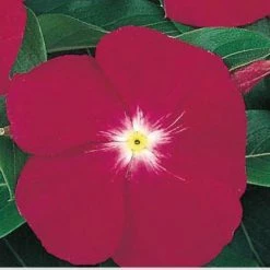 CGASPL Imported Flower Seeds Vinca Victory Carmine Flower Seeds