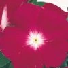 CGASPL Vinca Victory Cranberry Flower Seeds Imported Flower Seeds