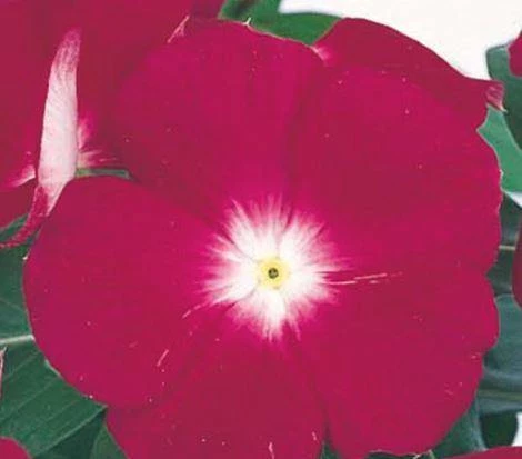 CGASPL Vinca Victory Cranberry Flower Seeds Imported Flower Seeds 3 CGASPL Vinca Victory Cranberry Flower Seeds Imported Flower Seeds