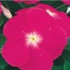 CGASPL Vinca Victory Deep Pink Flower Seeds Imported Flower Seeds 1 CGASPL Vinca Victory Deep Pink Flower Seeds Imported Flower Seeds