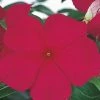 CGASPL Vinca Victory Grape Flower Seeds Imported Flower Seeds 2 CGASPL Vinca Victory Grape Flower Seeds Imported Flower Seeds