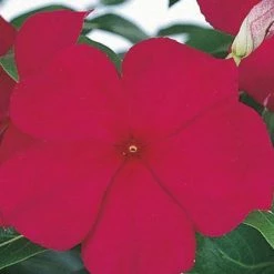 CGASPL Vinca Victory Grape Flower Seeds Imported Flower Seeds