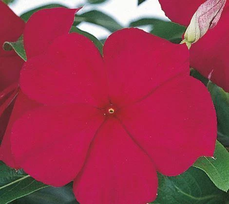 CGASPL Vinca Victory Grape Flower Seeds Imported Flower Seeds 3 CGASPL Vinca Victory Grape Flower Seeds Imported Flower Seeds