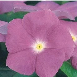 CGASPL Vinca Victory Lavender Flower Seeds