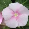 CGASPL Imported Flower Seeds Vinca Victory Light Pink Flower Seeds