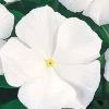 CGASPL Imported Flower Seeds Vinca Victory Pure White Flower Seeds 1 CGASPL Imported Flower Seeds Vinca Victory Pure White Flower Seeds